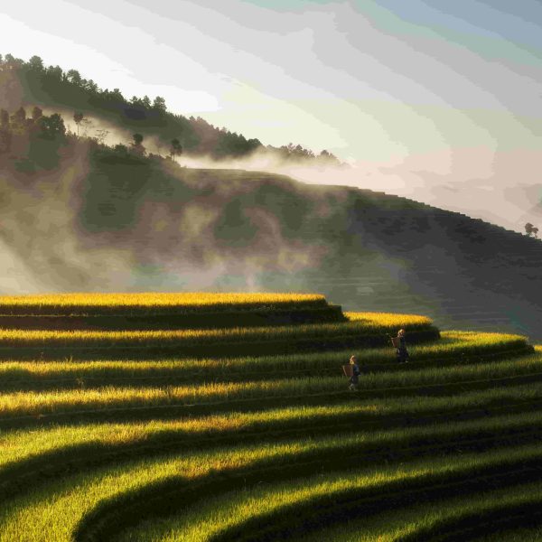 Mu Cang Chai Mu Cang Chai District Yen Bai Vietnam 1 600x600